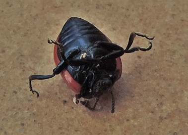Chrysolina rossia, Chrysomelidae (cf)